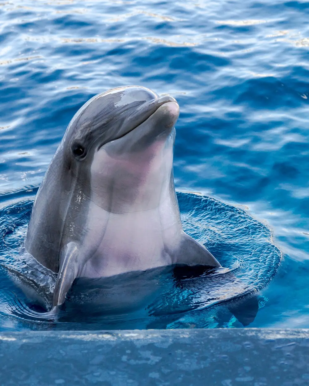 3-Hour Grand Tour Adult Rate – Dolphin, Sunset & Crab Island Cruise (Per Person)