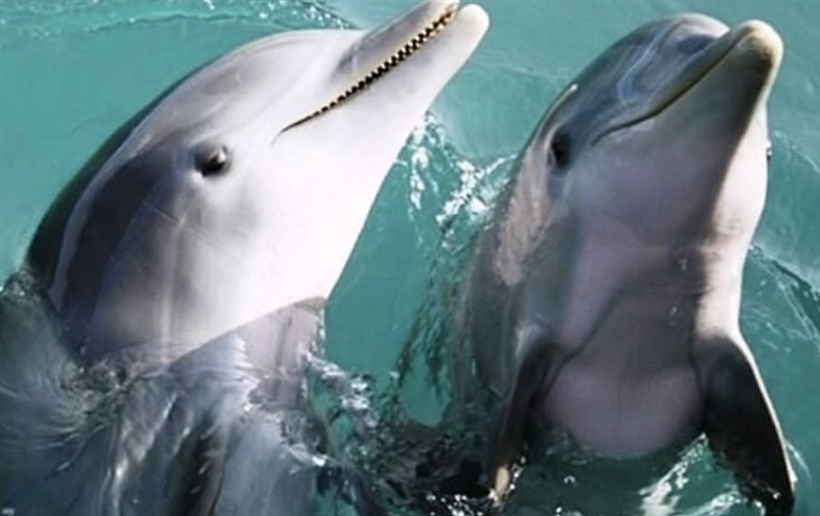 Dolphin Tour/Sunset Cruise (1.5 hours)