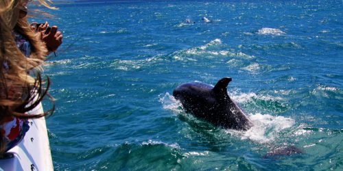 3-Hour Grand Tour Child Rate – Dolphin, Sunset & Crab Island Cruise (Per Person)